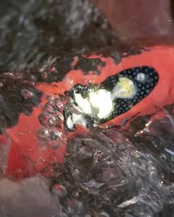 Knog Bilby 400 Silicone Headlamp -Trekking Tent Shop Knog Bilby400LumenHeadlamp 02